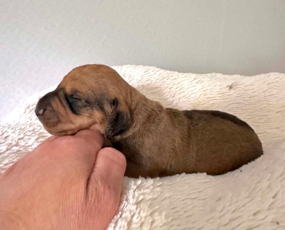 1 vecka - Skogsduvan Conrad / hane / röd