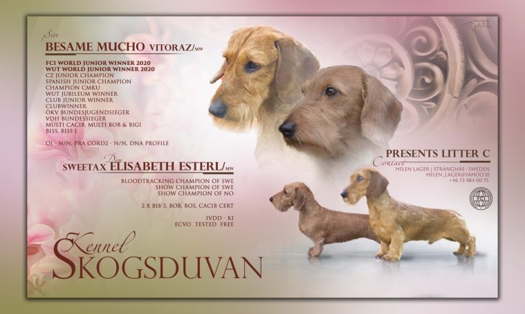 Föräldrarna till C-kullen - Mulit Ch Muti winner Besame Mucho Vitoraz x Ch Sweetax Elisabeth Esterl