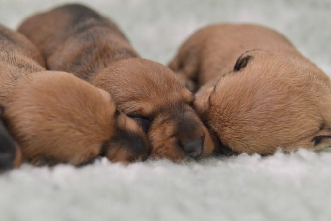 C-kullen, 9 dagar