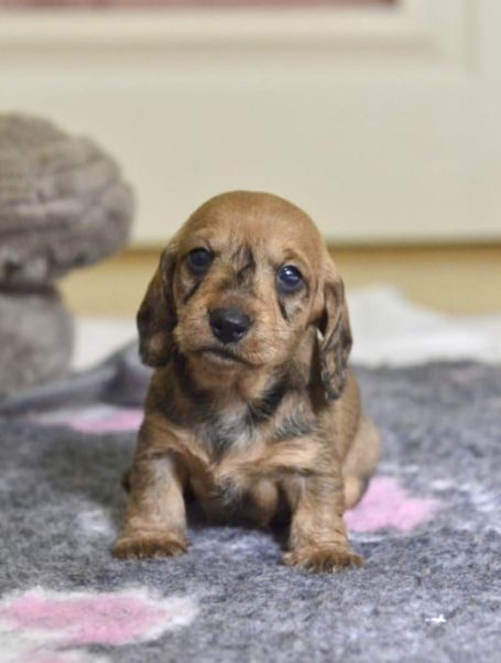 Skogsduvans Clara 4 v