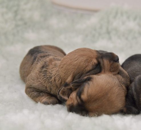 C-kullen, 9 dagar