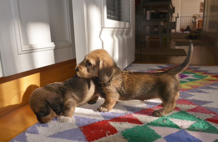 Aveline och Annabeth