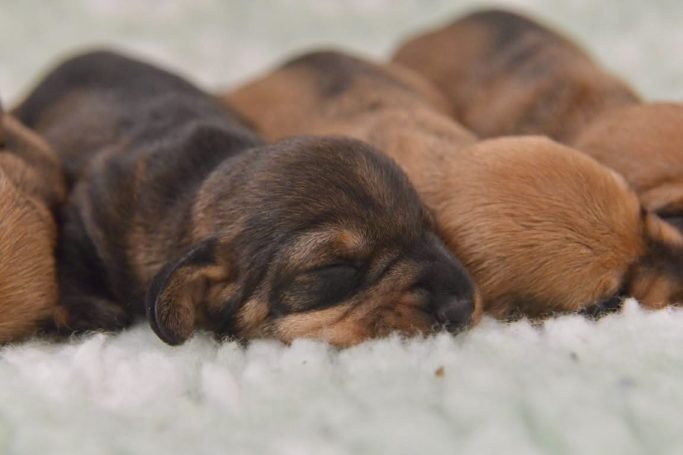 C-kullen, 9 dagar