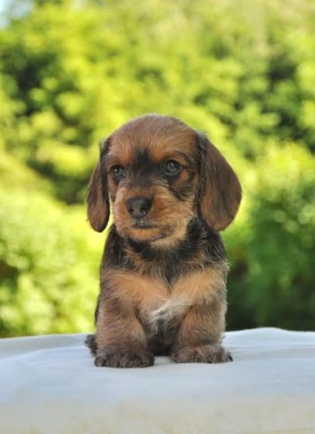 Skogsduvans Cindy 6 veckor