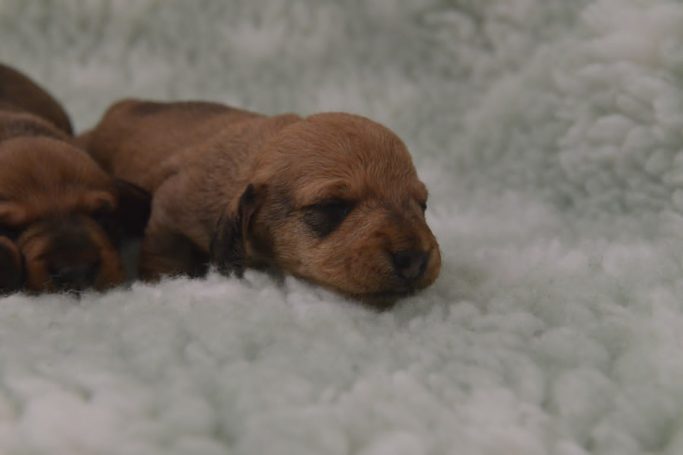 C-kullen, 9 dagar