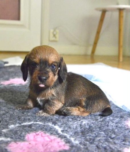 Skogsduvans Cindy 4 v