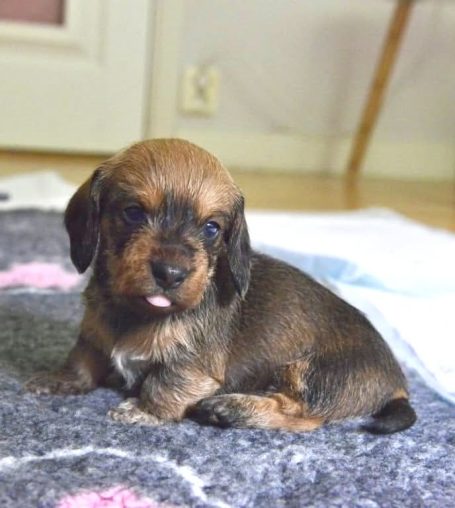 Skogsduvans Cindy 4 v