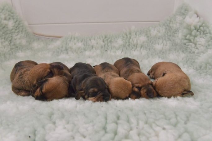 C-kullen, 9 dagar