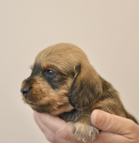 Skogsduvans Cindy 4 veckor