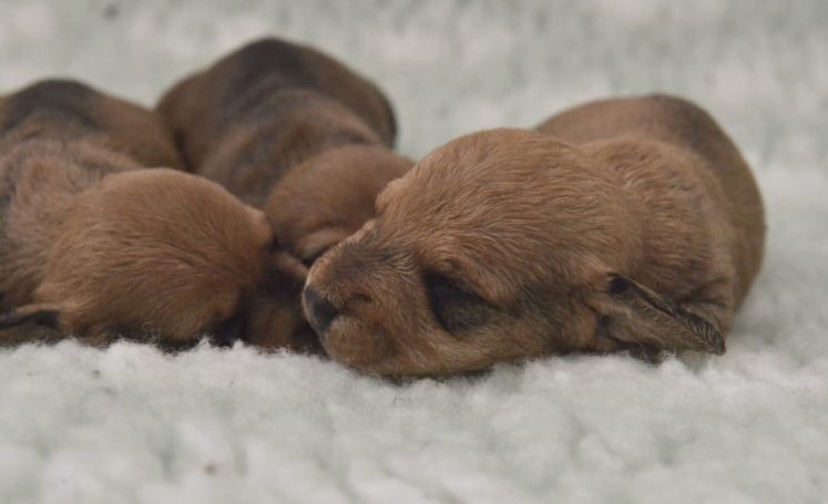 C-kullen, 9 dagar